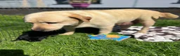 Labrador Retriever dogs for sale: Gorgeous Labrador Puppies For Sale - Advert 3