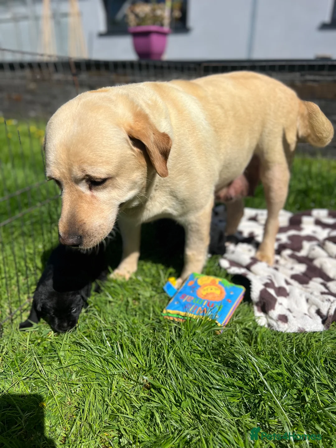 Labrador Retriever dogs for sale: Gorgeous Labrador Puppies For Sale - Advert 3