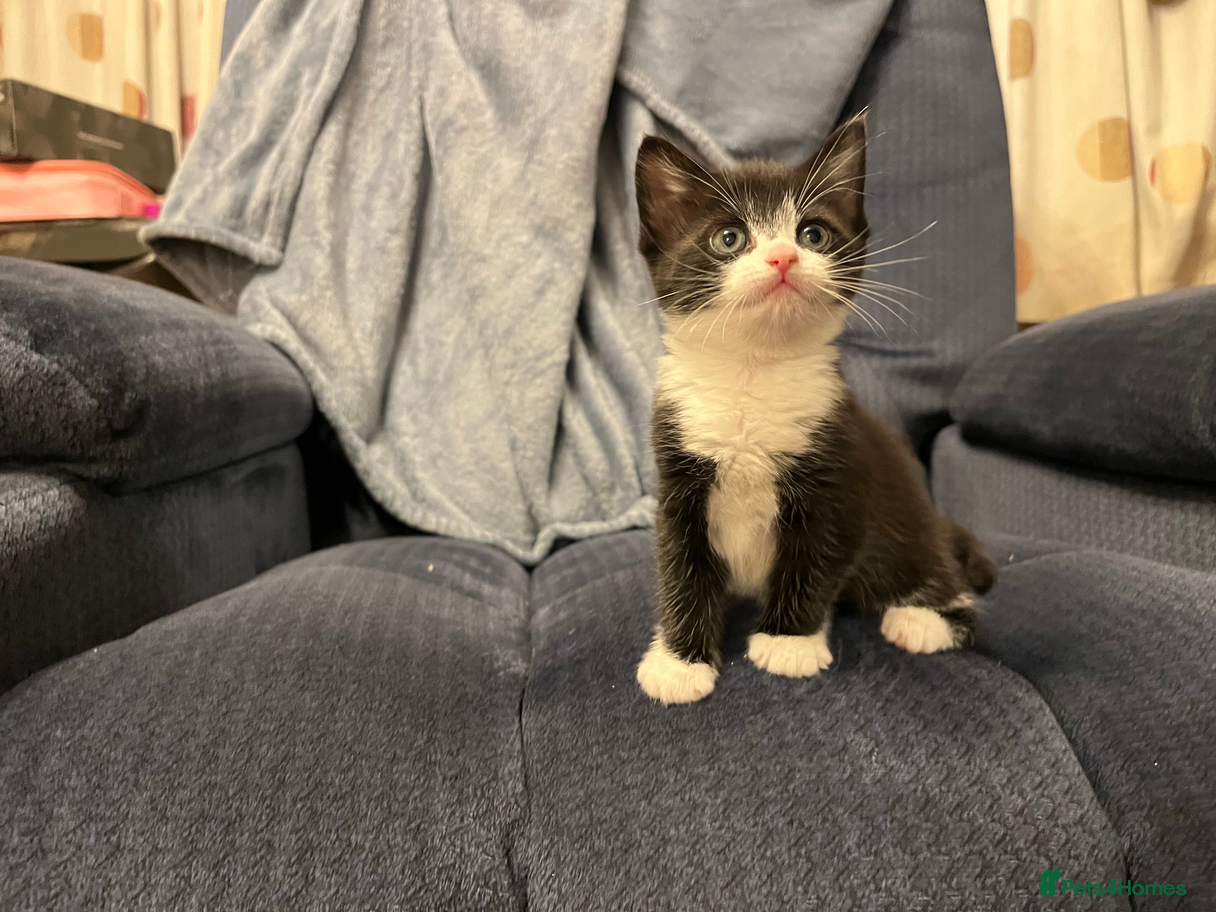 Mixed Breed Kitten 4