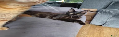Maine Coon 2