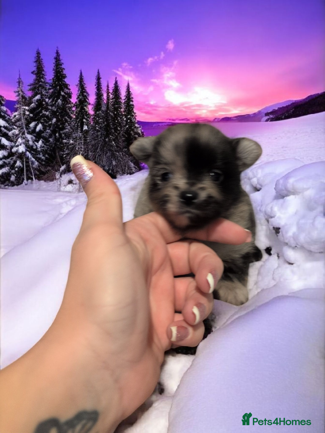 Pomeranian dogs for sale: Teddy Bear poms  - Advert 11