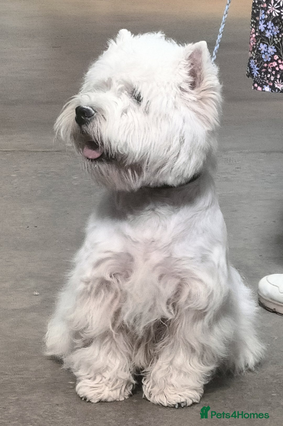 West Highland Terrier dogs for stud: * stud only* KC Stunning west highland terrier in Swansea - Advert 4