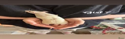 Rat rodents for sale: Baby rats  in Trowbridge - Advert 31