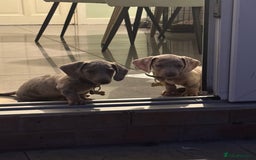 Dachshund dogs for sale: 2 little boys 1 year old  - Image 7