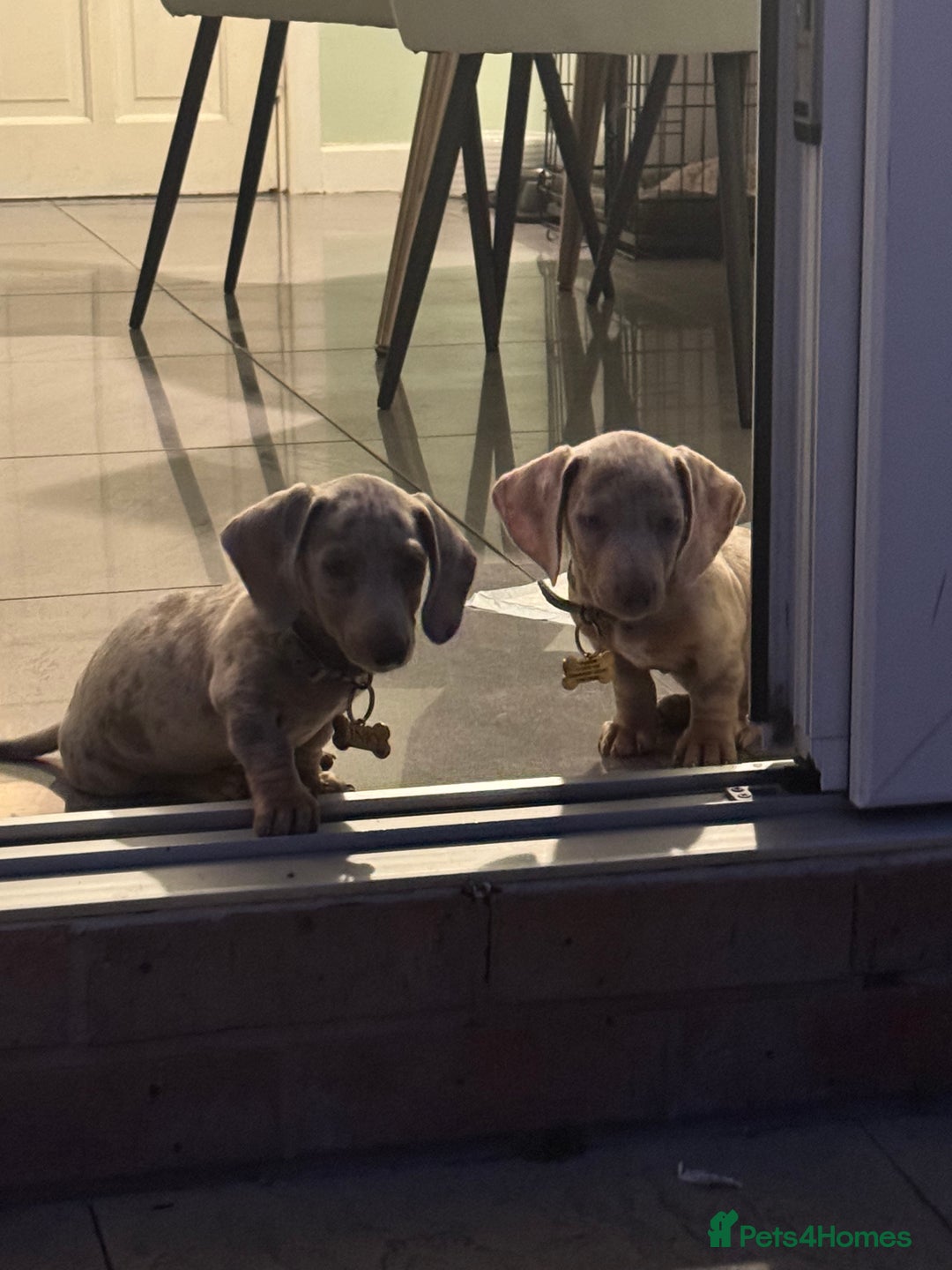 Dachshund dogs for sale: 2 little boys 1 year old  - Image 7