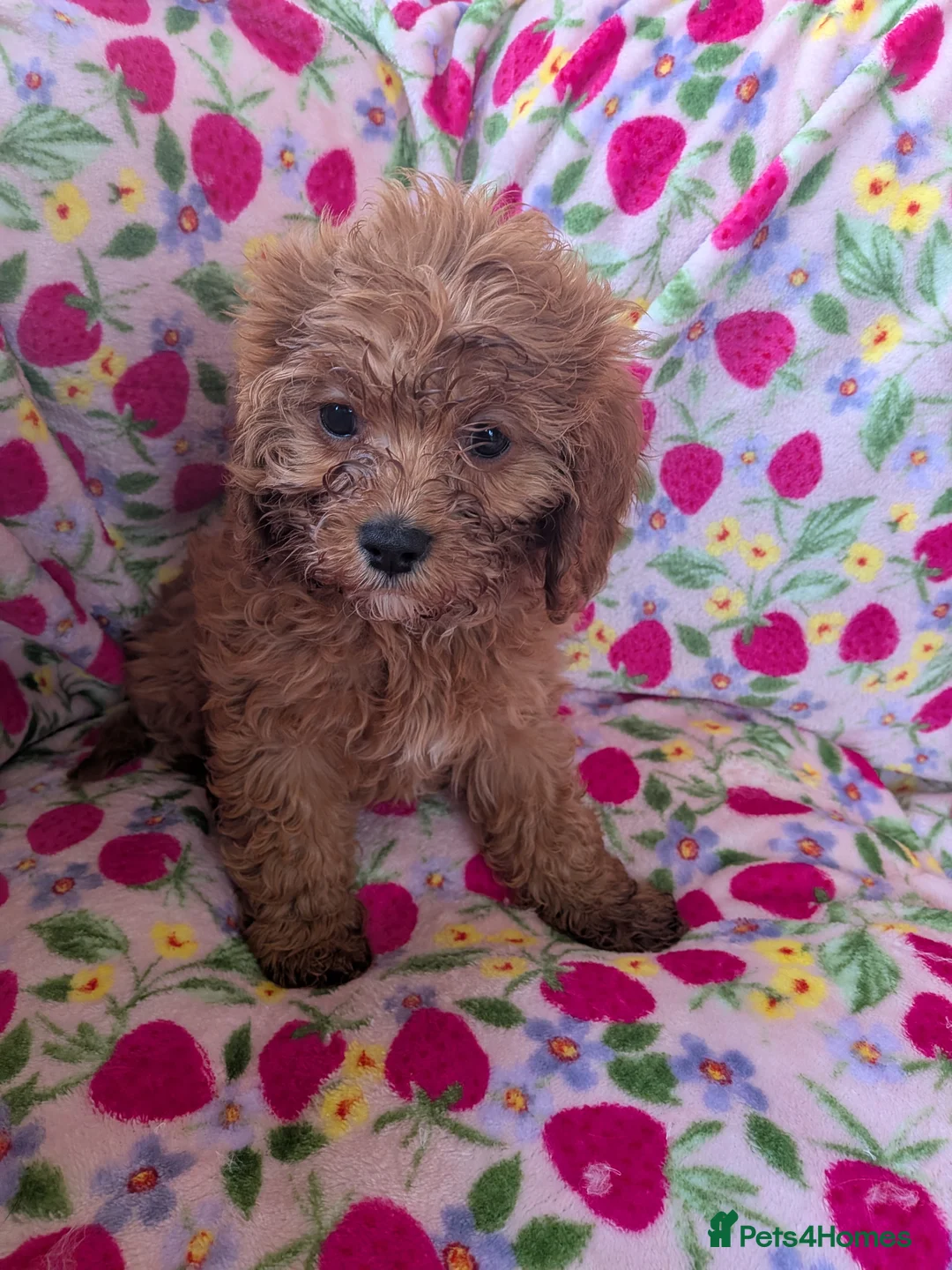 Cavapoo dogs for sale: 🌟 Stunning F1 cavapoo puppies 🌟 - Advert 14