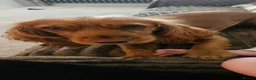 Cocker Spaniel dogs for sale: Reluctantly rehoming beautiful Maple - Advert 6