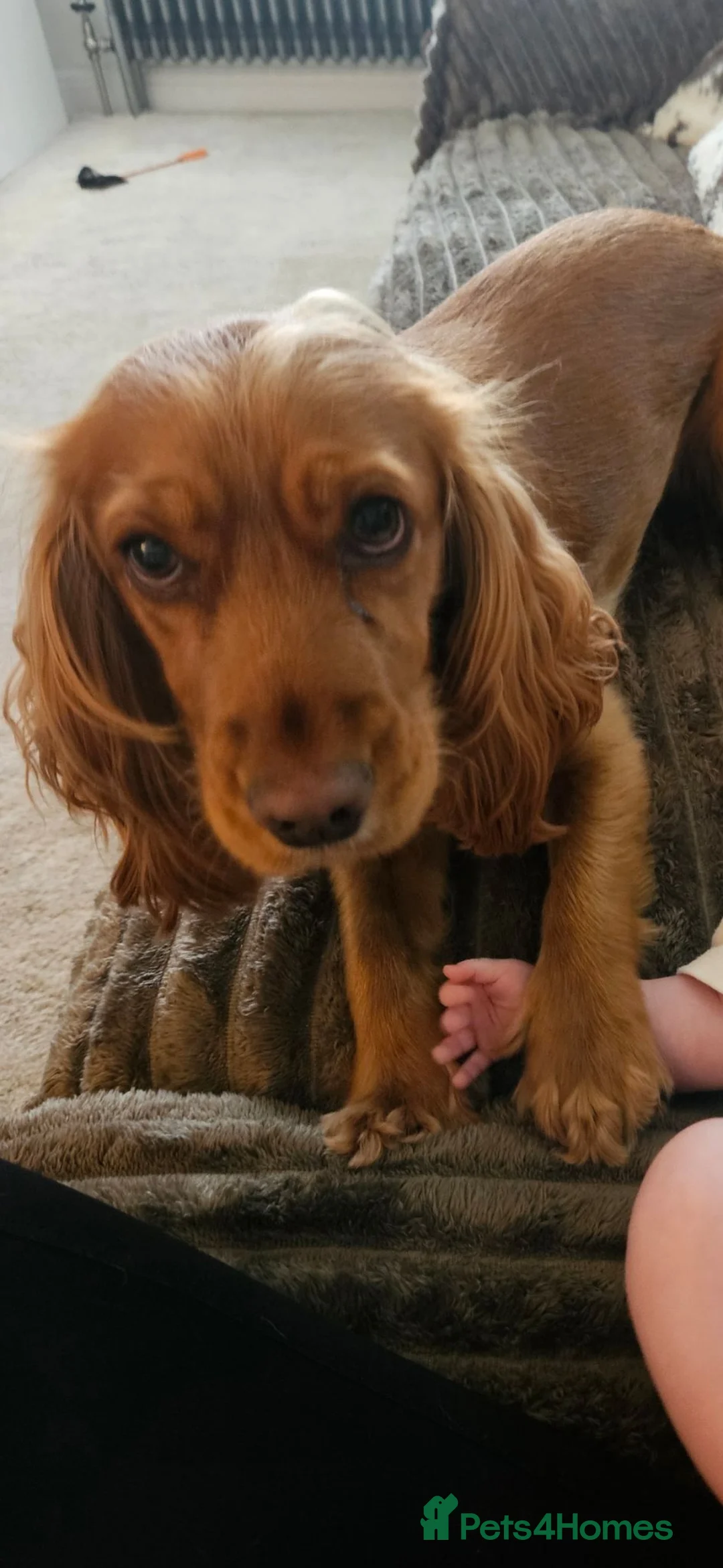 Cocker Spaniel dogs for sale: Reluctantly rehoming beautiful Maple - Advert 6