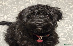 Cockapoo dogs for sale: Sprockapoo - Advert 1