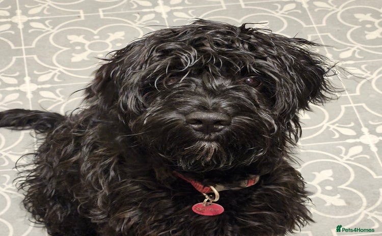 Cockapoo dogs Sprockapoo - Advert 1