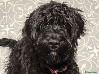 Cockapoo dogs Sprockapoo - Advert 5