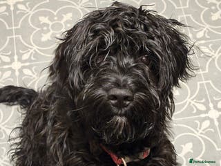 Cockapoo dogs Sprockapoo - Advert 12