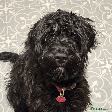 Cockapoo dogs Sprockapoo - Advert 1