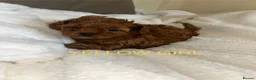 Cavapoo dogs for sale: 7 Beautiful Deep Red Cavapoo Puppies - Advert 9