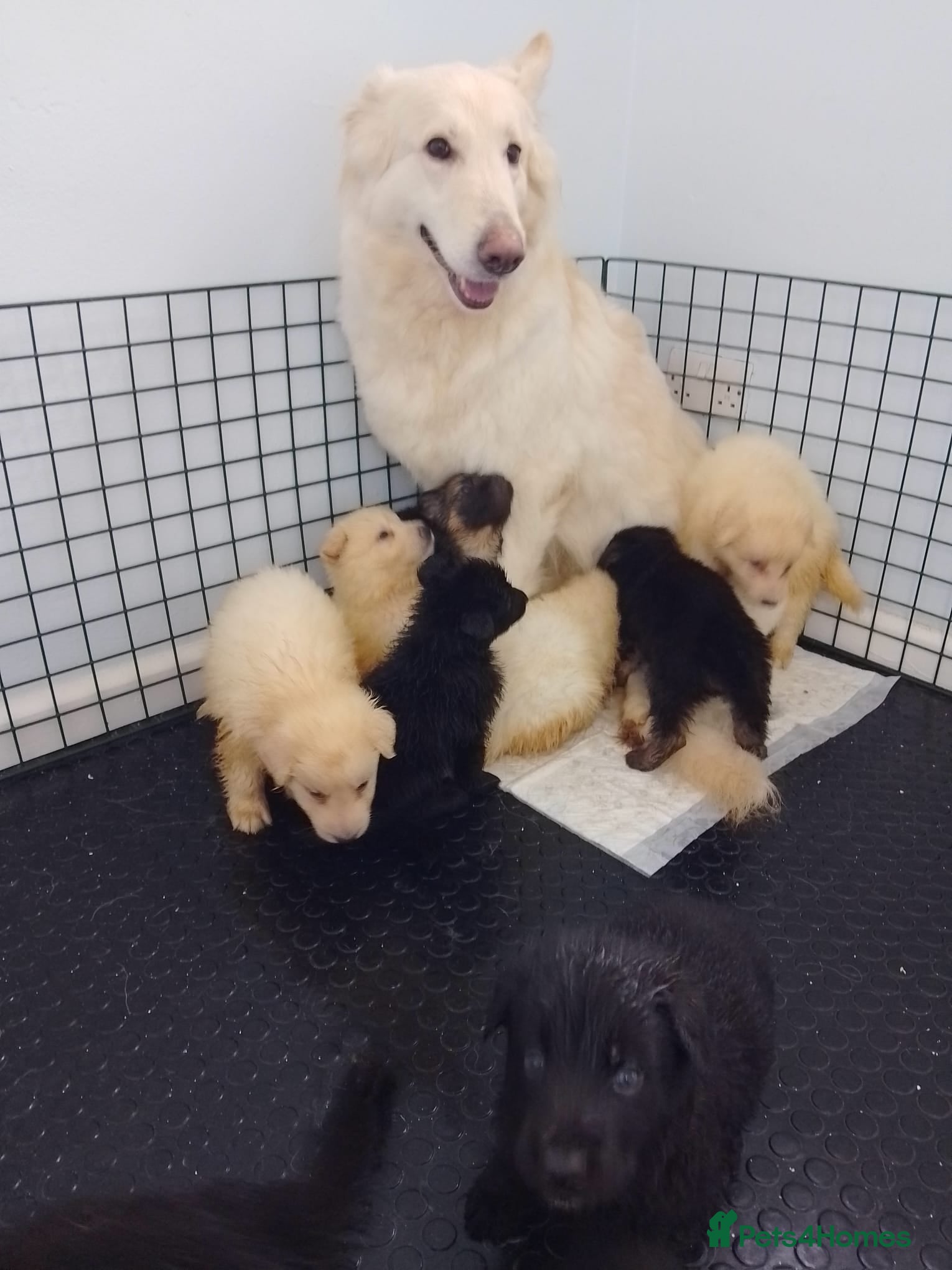 German Shepherd dogs Health tested long coat  German shepherd puppies - Advert 1