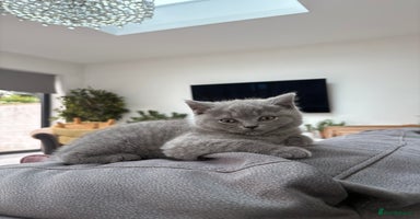 British Shorthair cats - Advert 11