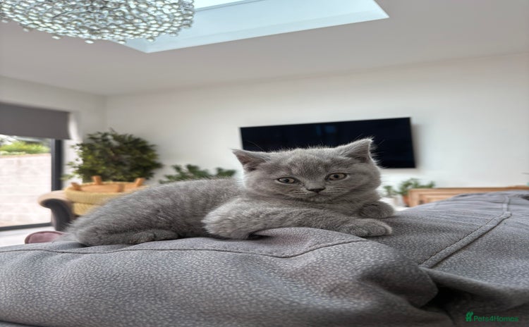 British Shorthair cats - Advert 4