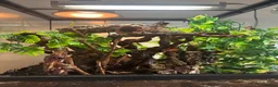 Gecko reptiles for sale: Crested gecko in Worksop - Advert 2