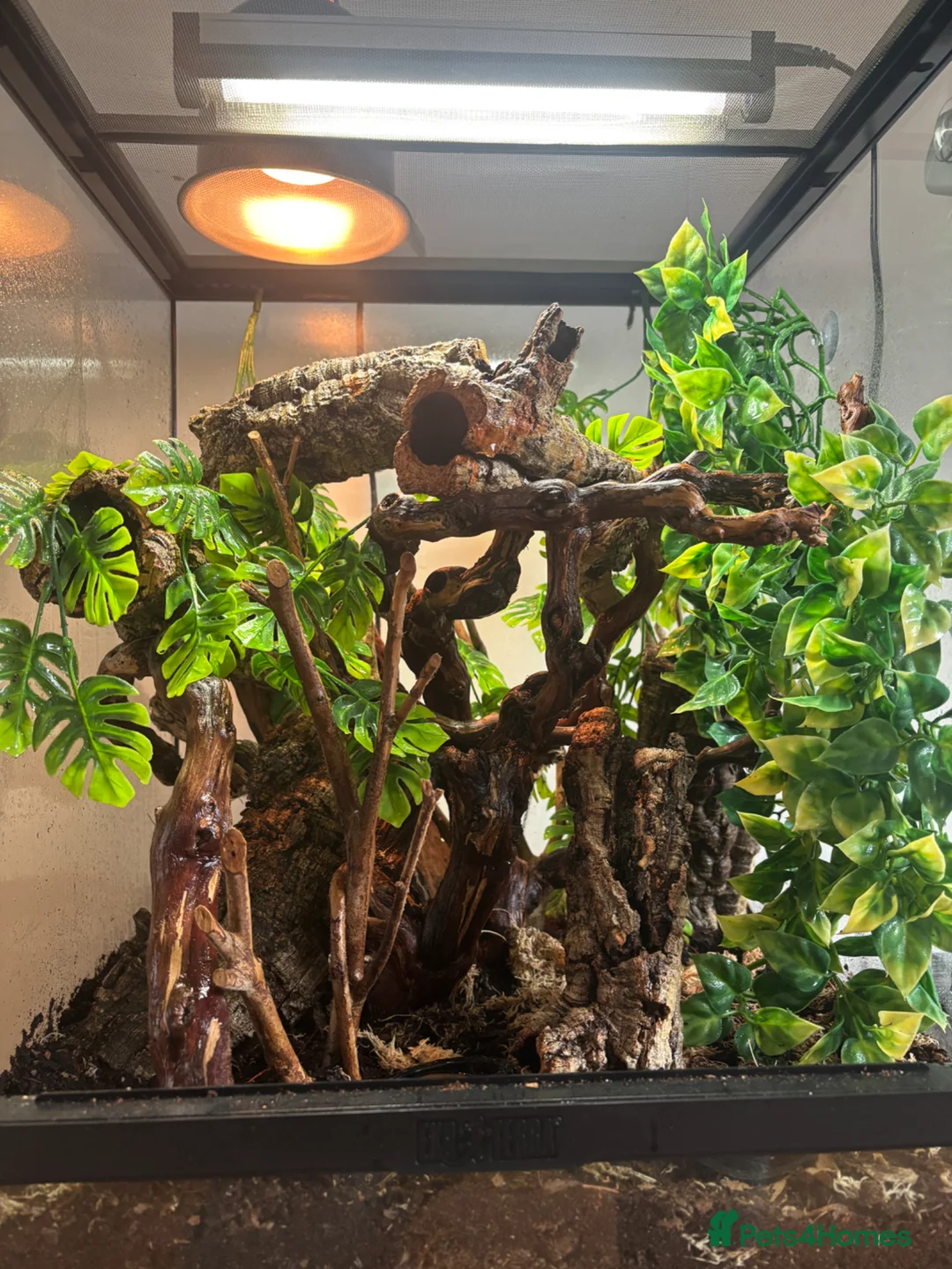 Gecko reptiles for sale: Crested gecko in Worksop - Advert 2