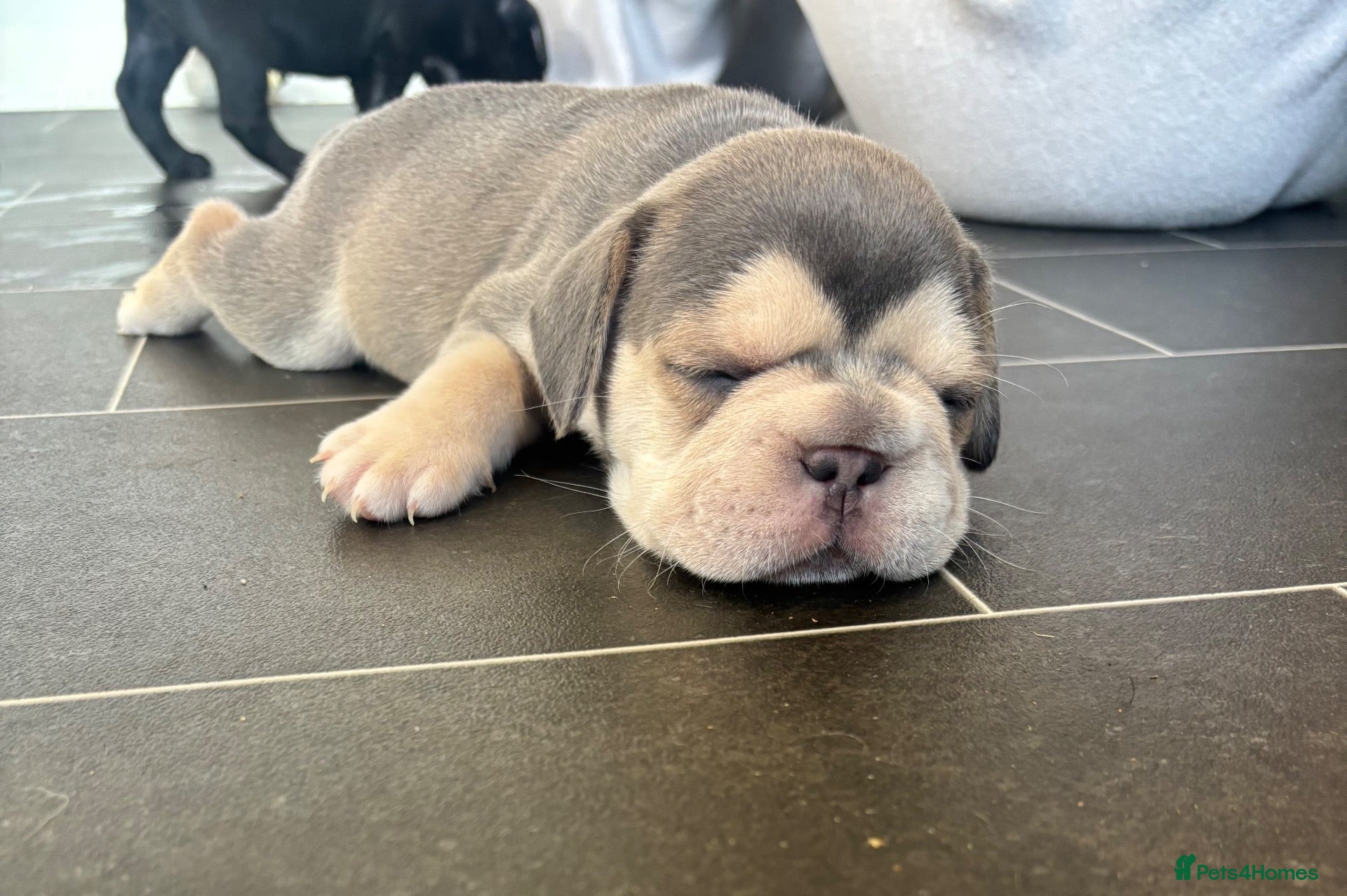 French Bulldog dogs French bulldog puppies  - Advert 2
