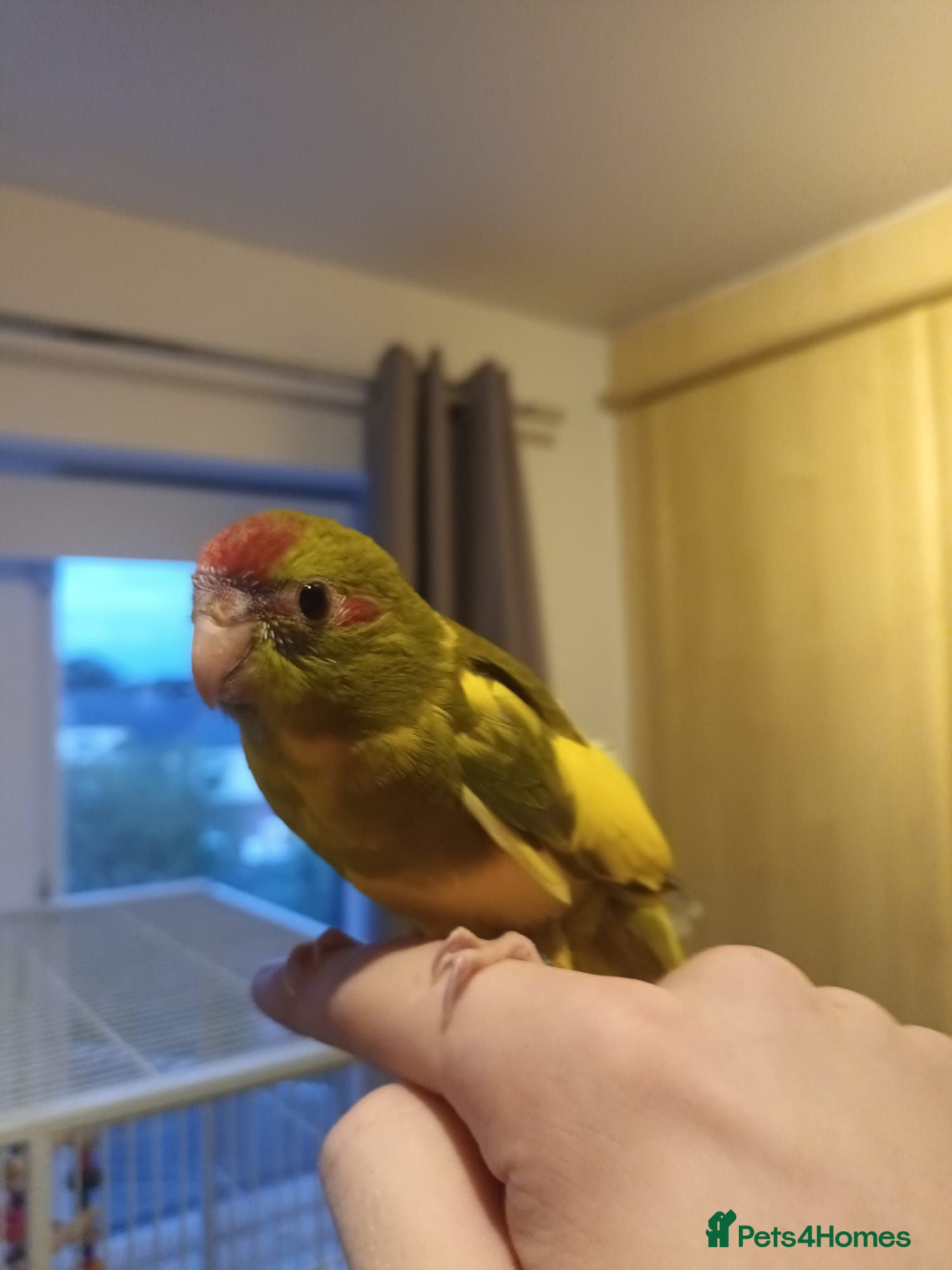Parakeets birds Kakariki - Hand Tame - Baby Kakarikis - Advert 8