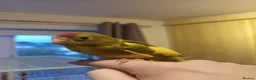 Parakeets birds for sale: Kakariki - Hand Tame - Baby Kakarikis - Advert 1