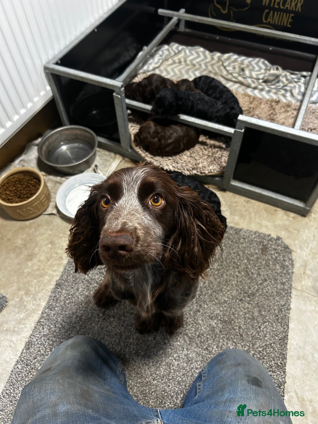 Cockapoo dogs for sale: Stunning F1 cockapoo pups - Image 3