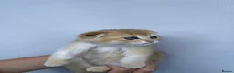Scottish Fold cats for sale:  PUREBRED SCOTTISH FOLD GOLDEN CHINCHILLA KITTENS  - Advert 9