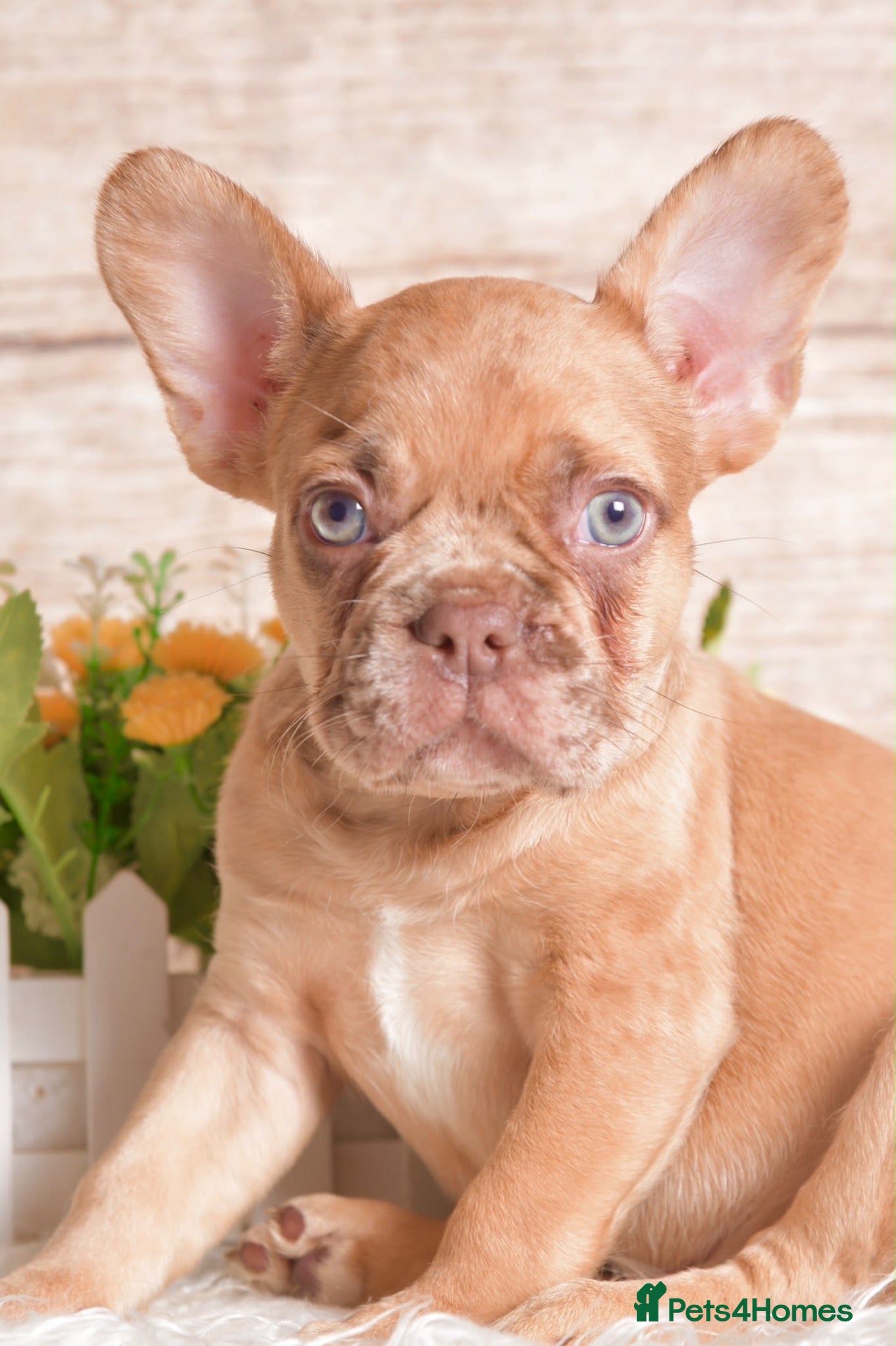 French Bulldog dogs Kc registered french bulldogs READY TO LEAVE  - Advert 2
