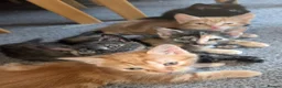 Mixed Breed cats for sale: 5 beautiful kittens in Newcastle upon Tyne - Advert 15