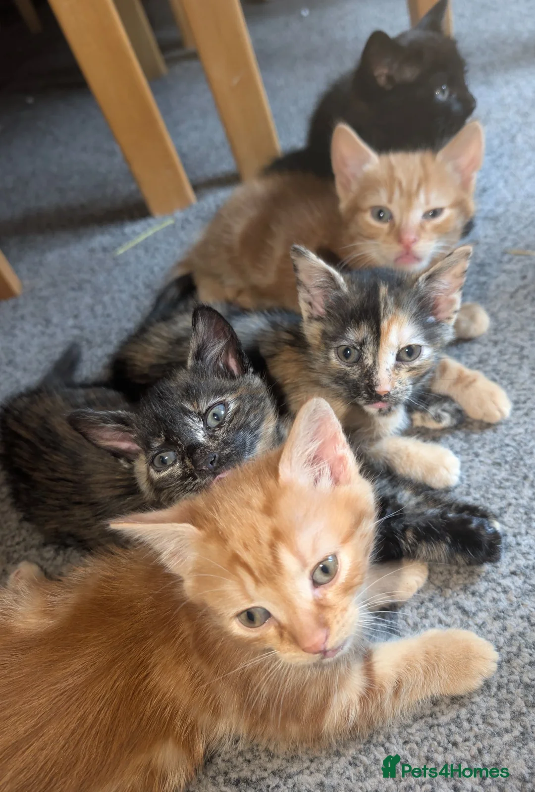 Mixed Breed cats for sale: 5 beautiful kittens in Newcastle upon Tyne - Advert 15