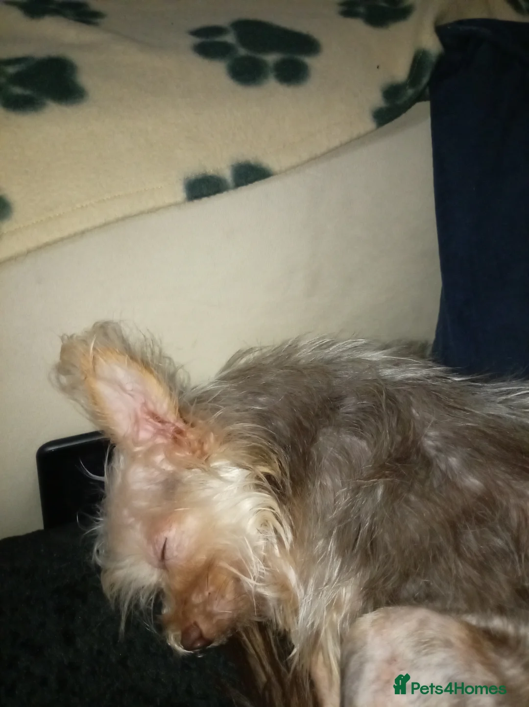 Chorkie dogs for sale: Chorkie 8 month pup  - Advert 2