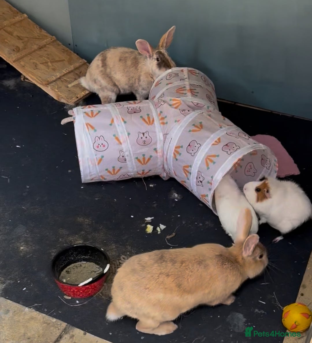 Mixed Breed rabbits for sale: Bonded male and female rabbits for adoption - Image 3