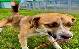 German Shepherd dogs for adoption: Bentley’s Story: From Chains to Freedom - Image 2