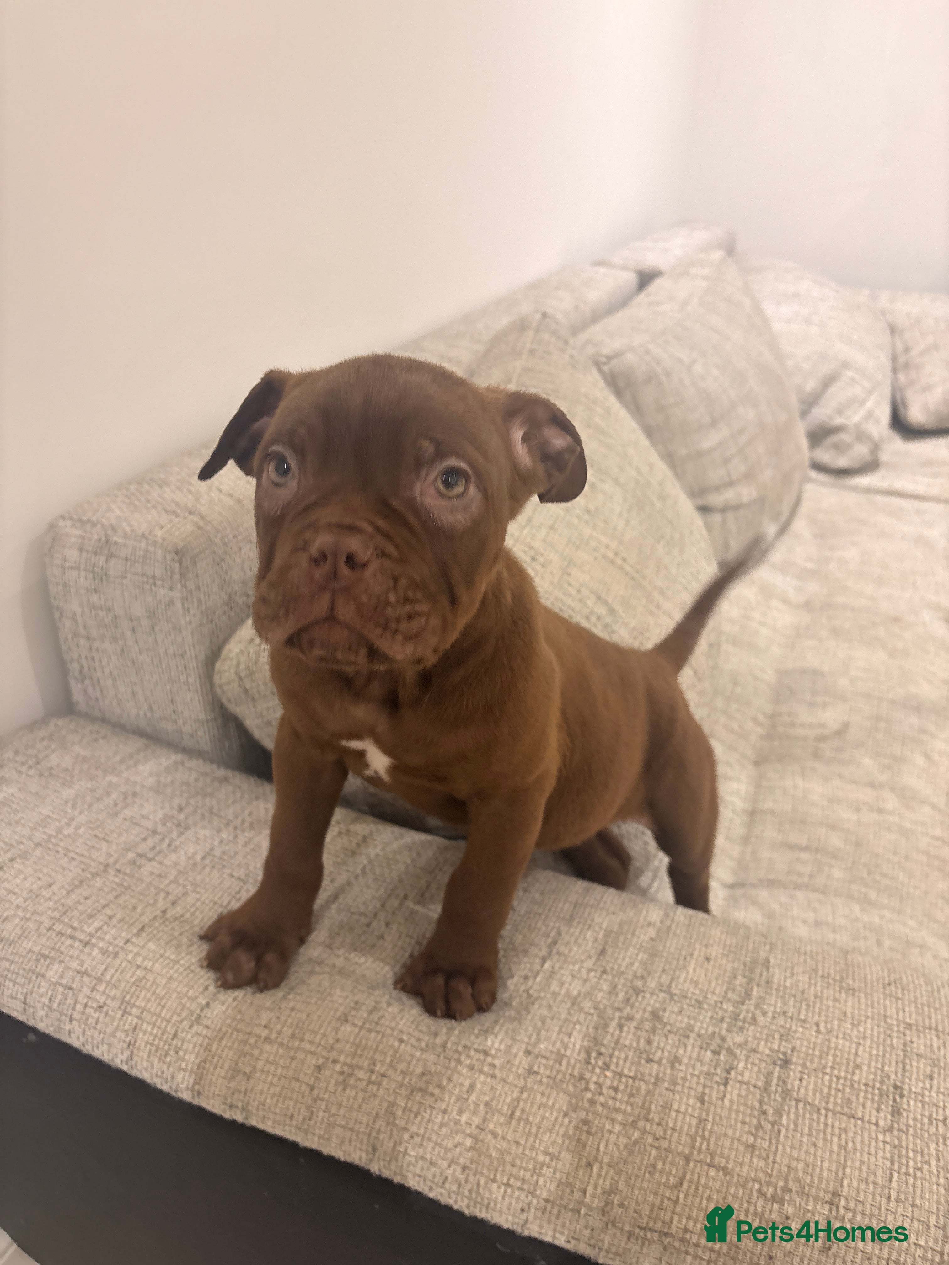 Mixed Breed dogs Puppies for Sale & Ready to go!! - Advert 1