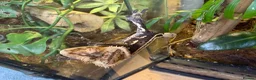 Gecko reptiles for sale: Dark Base Colour Het Emptyback Subadult - Advert 3