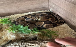 Boa Snake reptiles for sale: Male Ball Python + Full Viv Setup - Image 2
