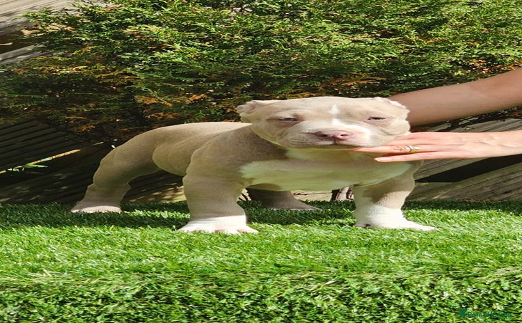 American Bully dogs - Advert 6