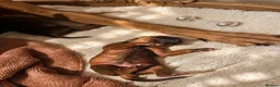 Rhodesian Ridgeback dogs for sale: Masterpiece Litter: South African & European Lines - Advert 10