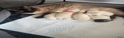 Ragdoll cats for sale: Beautiful Healthy Ragdolls  - Advert 5