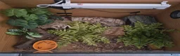 Leopard Gecko reptiles for sale: Leopard Gecko - ready to go - Advert 2
