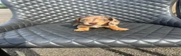 Dachshund dogs for sale: Dachshund puppies  - Advert 12