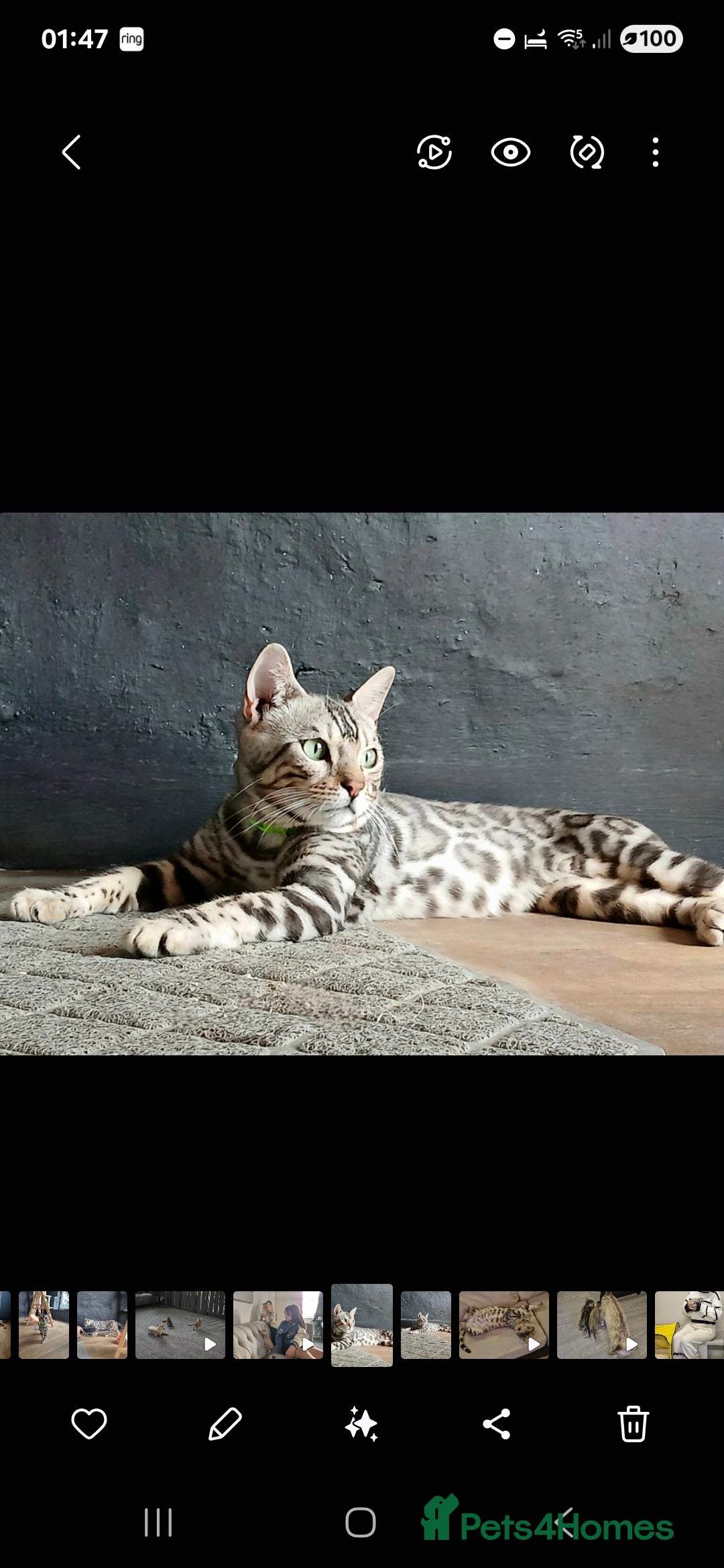 Bengal cats for sale: 6 pure bred TICA Bengals 😻 - Image 3