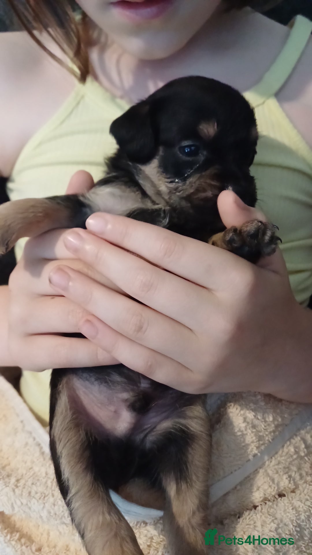 Mixed Breed dogs for sale: Froodle pups for sale  - Image 8