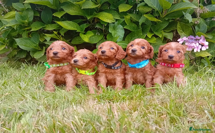Goldendoodle dogs - Advert 1