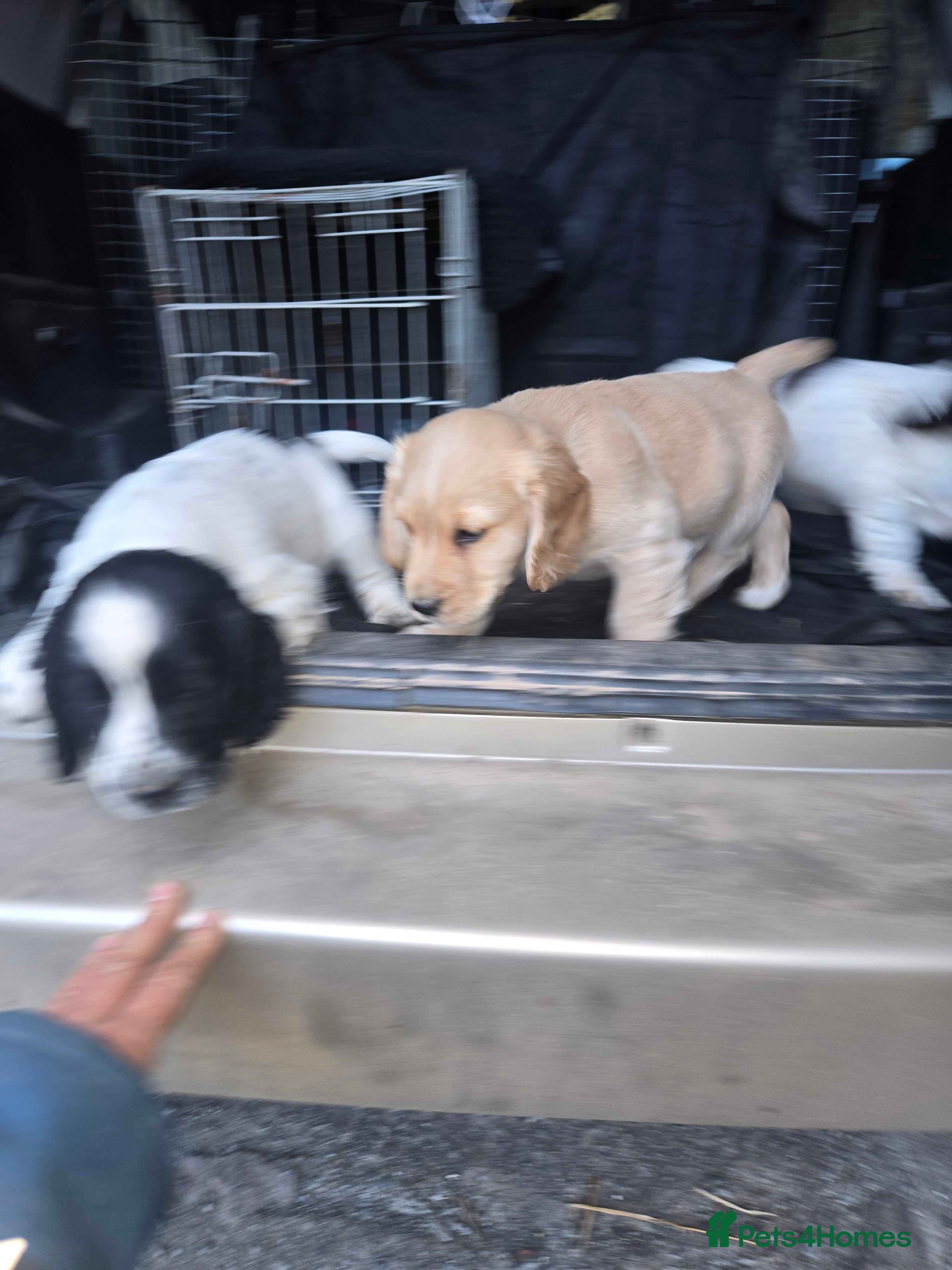 Cocker Spaniel dogs WORKING COCKER. - Advert 2