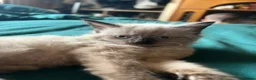 British Longhair cats for sale: Kittens in Romford - Advert 4