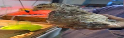 Mixed Breed poultry for sale: Chickens (hens)  - Advert 4