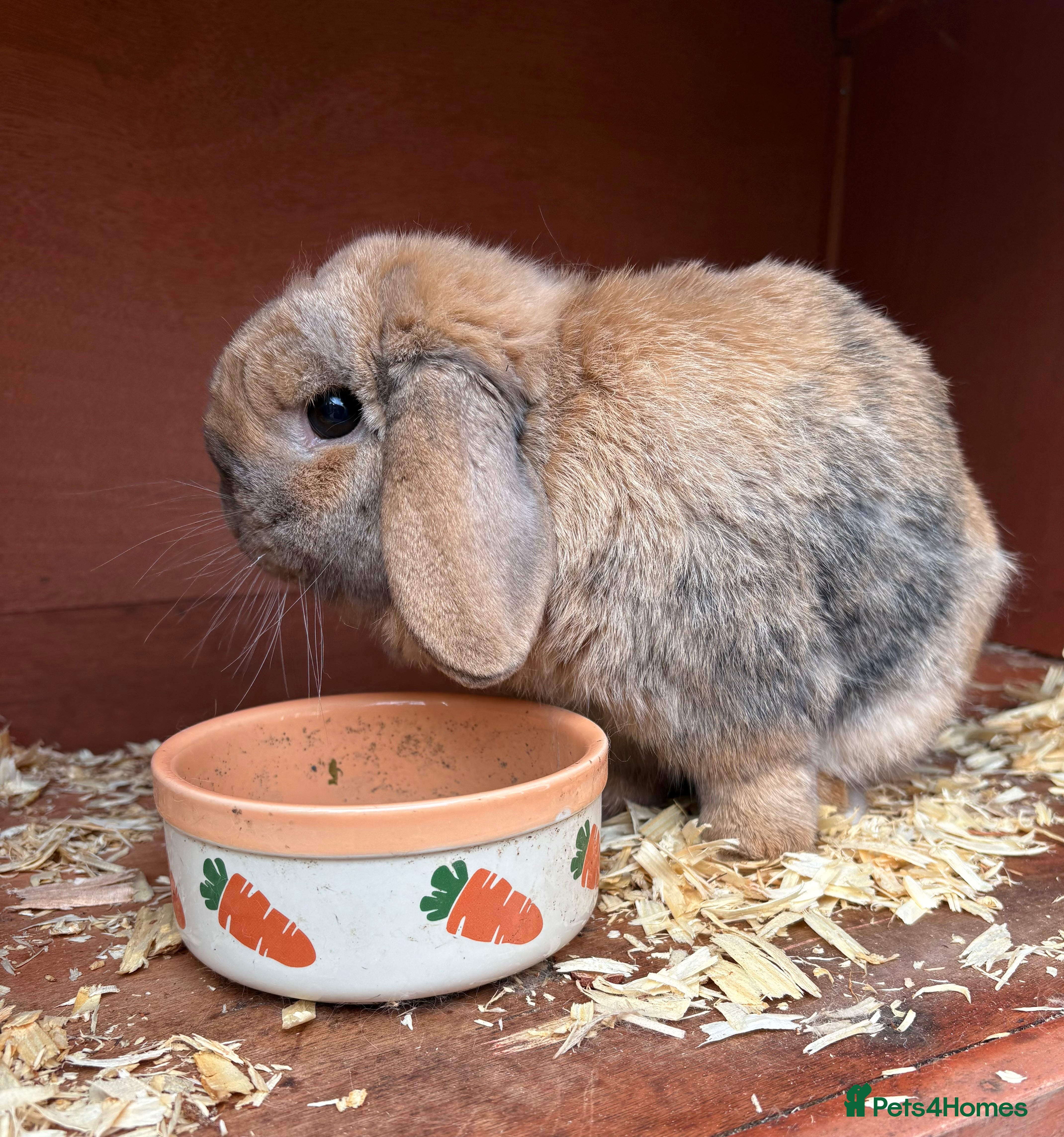 Mini Lop rabbits Male mini lop rabbit  in Stonehouse - Advert 1