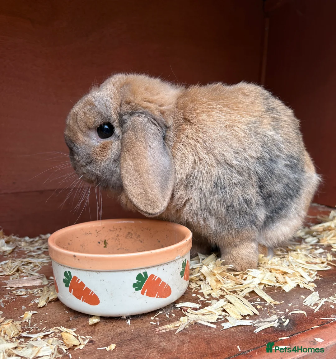 Mini Lop rabbits for sale: Male mini lop rabbit  in Stonehouse - Advert 1